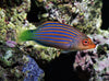 Honda Tropi Colour Graphics Kit - Six Line Wrasse