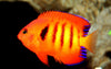 Honda Tropi Colour Graphics Kit - Flame Angelfish