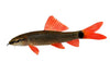 Honda Tropi Colour Graphics Kit - Rainbow Shark